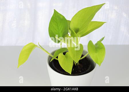 Une plante de pothos néon dans un pot blanc sur une table blanche Banque D'Images