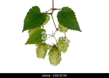 Gros plan sur la branche de houblon, isoler sur un fond blanc. Pour la conception de bannières et d'étiquettes. Il est utilisé dans le brassage et la médecine Banque D'Images