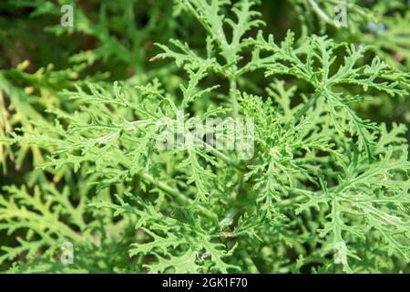 Herbe de géranium parfumée à la rose en pleine croissance dans un jardin. Il est également appelé Pelargonium radula Banque D'Images