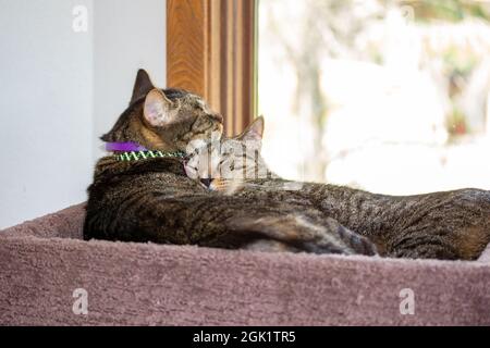 Cette image montre une vue en gros plan de deux chats domestiques tabby à rayures grises et brunes qui se couchent pour dormir dans une tour de chat recouverte de moquette. Banque D'Images