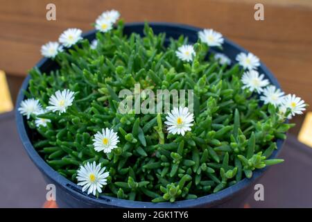 Cette image montre une vue rapprochée d'une plante succulente en pot de delosperma avec de petites fleurs blanches éparpillées ressemblant à une Marguerite. Banque D'Images