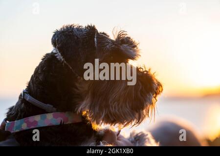 Portrait de schnauzer miniature noir et argent photographiez dans la nature au coucher du soleil, en gros plan, à l'extérieur Banque D'Images