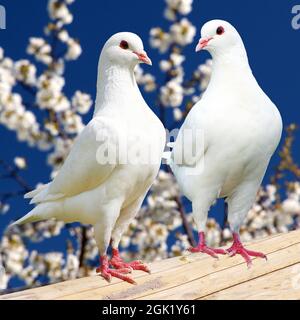 Deux pigeons blancs sur fond fleuri - pigeon impérial - ducula Banque D'Images