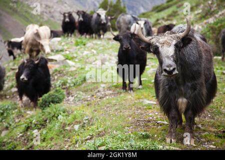 Groupe de yaks - bos grunniens ou BOS mutus - Dans la vallée de Langtang - Népal Banque D'Images