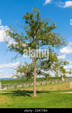 Un arbre dans un champ avec une clôture en bois à chemin de fer fendu en arrière-plan au champ de bataille national d'Antietam lors d'une journée ensoleillée d'été à Sharpsburg, MD, États-Unis Banque D'Images