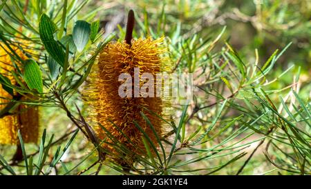 Grevillea 'Honey Gem' sur le Soldier Trail Banque D'Images