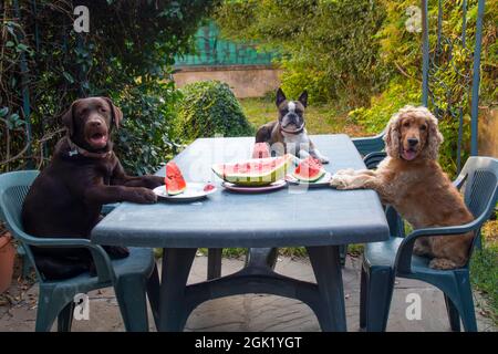 Trois chiens, Labrador, Cocker spaniel et Boston terrier à une grande table mangeant de la pastèque dans le jardin, des chiens comme les humains , photo de bande dessinée Banque D'Images