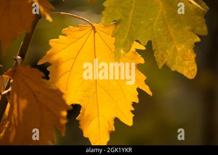 feuille d'automne jaune éclairée par le soleil sur une branche à midi Banque D'Images
