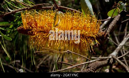 Grevillea 'Honey Gem' sur le Soldier Trail Banque D'Images