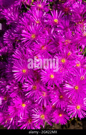 Darling vygies (lampranthus amoenus) en pleine floraison au printemps au jardin botanique national de Kirstenbosch, au Cap, en Afrique du Sud. Banque D'Images