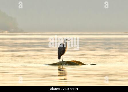 Un grand héron bleu (Ardea herodias), oiseau de rivage perché sur une roche de la côte ouest de la Colombie-Britannique Canada. Banque D'Images