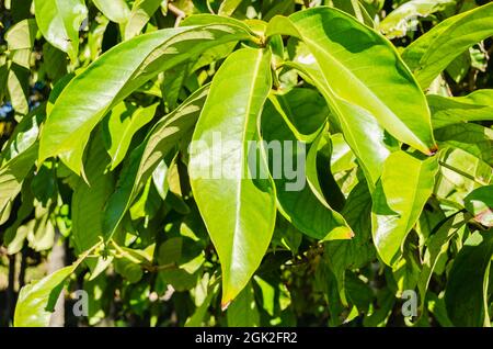 Le soleil éclatant brille sur la surface supérieure de l'arbre à pommes d'otaheite. Banque D'Images