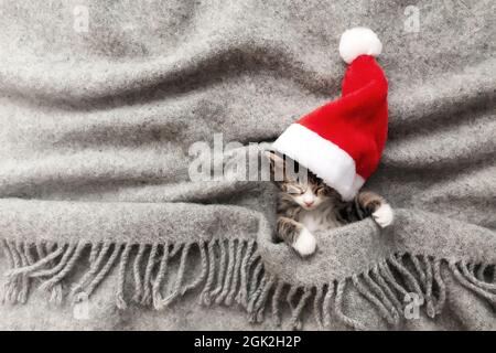 Petit adorable chaton de Noël tricolore en chapeau de père Noël rouge ou chapeau de sommeil avec les yeux fermés et couché couvert d'une couverture douce grise. Photo de détente Banque D'Images