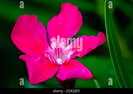 Une fleur rose d'oléander (nérium oléander) fleurit sur la rue Magnolia, le 5 septembre 2021, à Biloxi, Mississippi. C'est l'oléander Calypso populaire. Banque D'Images