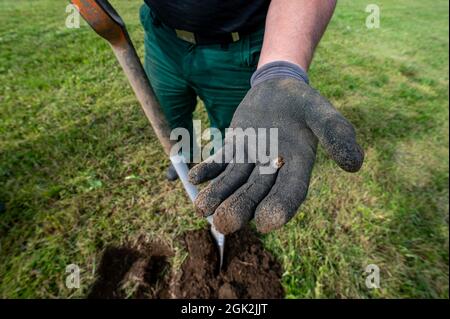 Neureichenau, Allemagne. 07septembre 2021. Une larve de cafard (grub) d'un pré. Après le nombre extrêmement élevé de cafards cette année, les agriculteurs des régions touchées craignent pour leurs prairies. Les larves de cafards (vers) vivent dans le sol et se nourrissent des racines de l'herbe. En cas d'infestation massive par les animaux, de grandes zones de prairies meurent. Credit: Armin Weigel/dpa/Alay Live News Banque D'Images