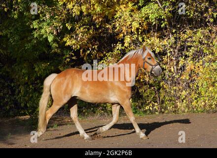 Sorrel haflinger promenades à cheval dans les bois jaunes d'automne paddock Banque D'Images