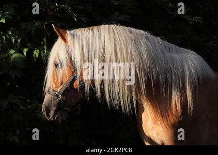 Tête de l'étalon de Sorrel haflinger prise en arrière-plan sombre Banque D'Images