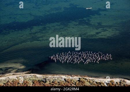 FRANCE. PYRÉNÉES-ORIENTALES (66) FLAMANTS ROSES SUR SALSES-BARCARES.POND (VUE AÉRIENNE) Banque D'Images