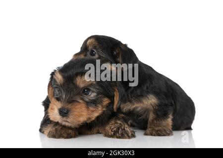 deux chiens terrier du yorkshire mignons qui se regardent à côté et s'allonger sur un fond blanc Banque D'Images