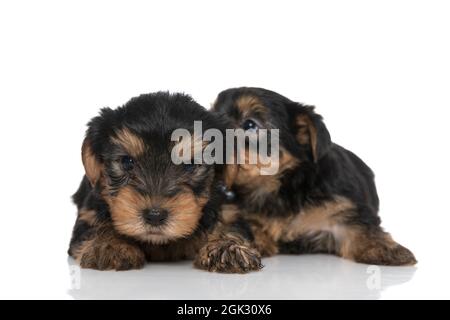 le joli chien terrier du yorkshire chuchote quelque chose à son ami sur fond blanc Banque D'Images