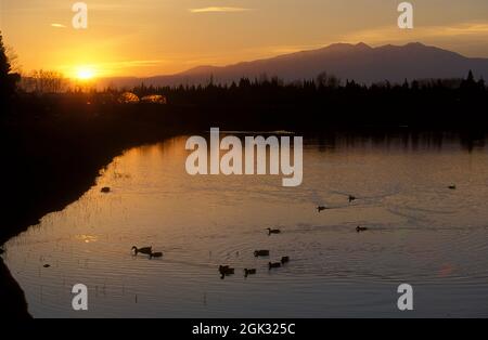 FRANCE. PYRÉNÉES-ORIENTALES (66) LAC PALAU DEL VIDRE. MONTAGNE CANIGOU ET CANARDS AU CRÉPUSCULE Banque D'Images