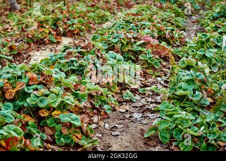 Feuilles de fraise en automne matin. Bouquet de fraises recouvert de givre Banque D'Images