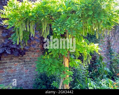 Glycine chinoise avec feuilles vertes et gousses de graines suspendues Banque D'Images