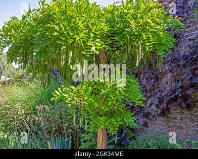 Glycine chinoise avec feuilles vertes et gousses de graines suspendues Banque D'Images