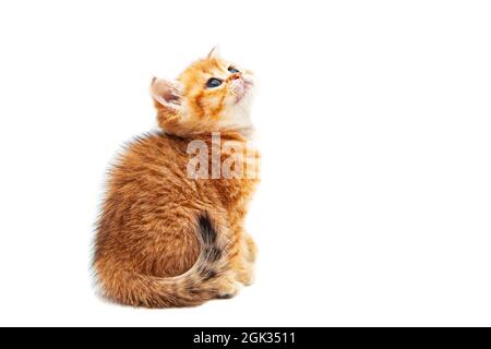 Drôle de gingembre britannique shorthair chaton. Isolé sur blanc. Banque D'Images