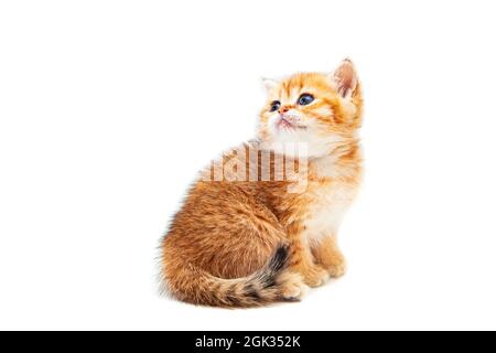 Drôle de gingembre britannique shorthair chaton. Isolé sur blanc. Banque D'Images