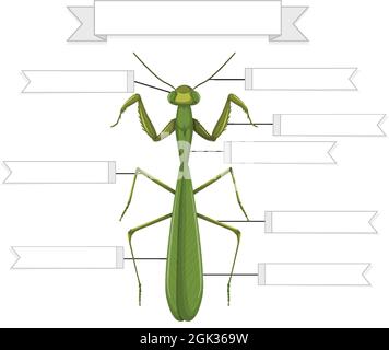 Illustration de l'anatomie externe d'une fiche de travail de la mantis Illustration de Vecteur