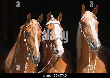 Tennesse Walking Horse. Trois chevaux de châtaignier avec une prise, portrait sur fond noir. Allemagne Banque D'Images