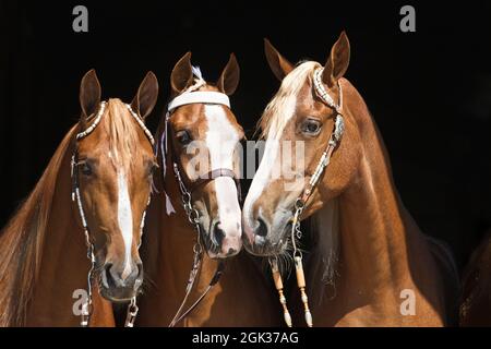 Tennesse Walking Horse. Trois chevaux de châtaignier avec une prise, portrait sur fond noir. Allemagne Banque D'Images