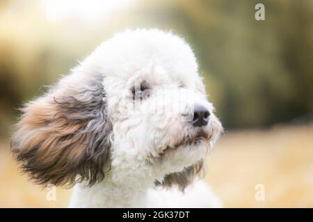 Caniche standard. Portrait du chien juvénile. Allemagne Banque D'Images