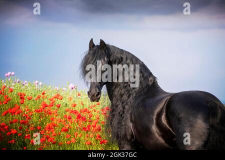 Cheval frison. Portrait de l'étalon noir devant un champ avec des coquelicots fleuris. Allemagne Banque D'Images