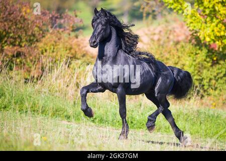 Cheval frison. Des millions de limades noires ont fait la chasse dans une maédine en automne. Allemagne Banque D'Images