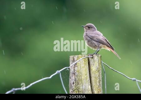 Redstart (Phoenicurus phoenicurus). Jeune debout sur un poteau sous la pluie. Allemagne Banque D'Images