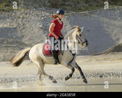 Pilote à l'arrière d'un cheval du fjord norvégien cantant dans une fosse en gravier. Allemagne Banque D'Images