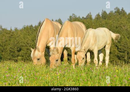 Cheval du fjord norvégien. Trois chevaux, paître sur un pré. Allemagne Banque D'Images