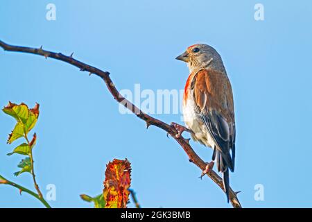 (Acanthis cannabina Linnet, Carduelis cannabina). Mâle adulte en plumage nuptial perché sur une branche épineuse. Allemagne Banque D'Images