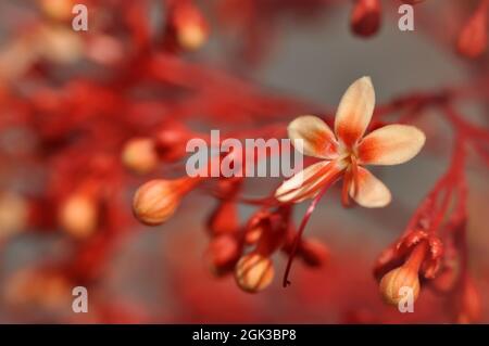 Gros plan Clerodendrum paniculatum fleur rouge couleur nature extérieur Banque D'Images