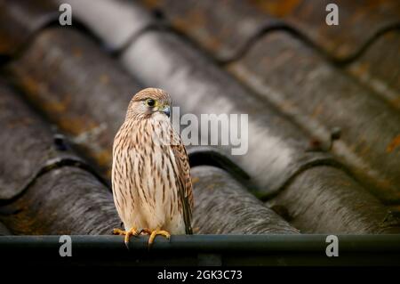 Kestrel commun (Falco tinnunculus) debout sur un toit. Allemagne Banque D'Images