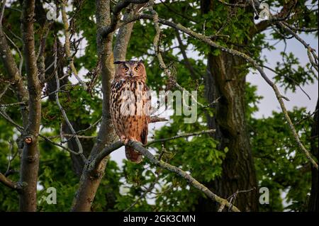 Hibou de l'aigle européen (Bubo Bubo). Adulte perché sur une branche. Allemagne Banque D'Images