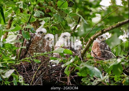 Bruant eurasien (Accipiter nisus) fleurons de nid, Heinsberg, Rhénanie-du-Nord-Westphalie, Allemagne Banque D'Images