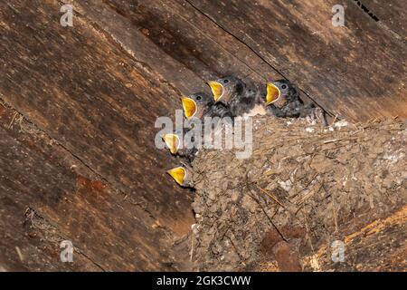 Barn Swallow (Hirundo rustica). Cinq mendiants mineurs sur le nid. Allemagne Banque D'Images