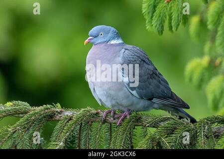 Pigeon de bois commun (Palumbus de Columba). Adulte reposant sur une branche d'épinette. Allemagne Banque D'Images
