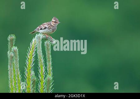 Pipit d'arbre (Anthus trivialis). Adulte debout sur un conifères. Allemagne Banque D'Images