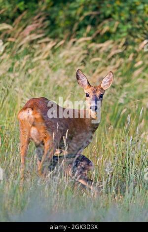 Cerf de Roe européen (Capranolus capranolus). Tandis que le doe sécurise tendu, le fauve est suckled. Allemagne Banque D'Images