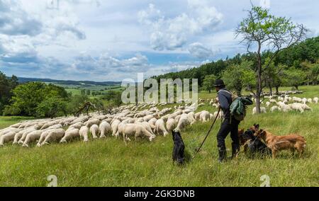 Vieux chien de troupeau allemand. Le berger et ses chiens gardent le troupeau de moutons. Allemagne Banque D'Images