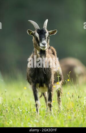 Goat de Thuringe (Capra aegagrus hircus) debout sur un pâturage. Allemagne Banque D'Images